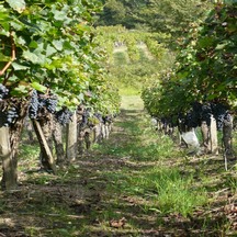  Salon Vin Nature - Caen - Château Moulin Pey Labrie